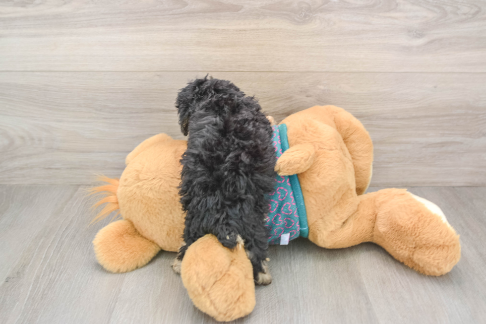 Poodle Pup Being Cute