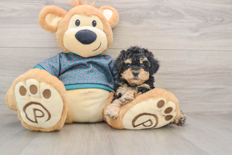 Akc Registered Poodle Baby