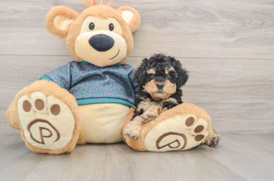 Akc Registered Poodle Baby