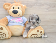 6 week old Poodle Puppy For Sale - Puppy Love PR
