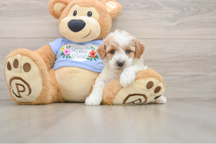 Playful Poodle Baby