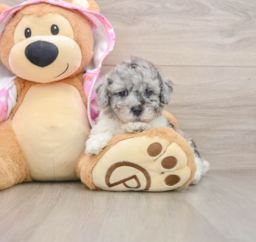 6 week old Poodle Puppy For Sale - Puppy Love PR