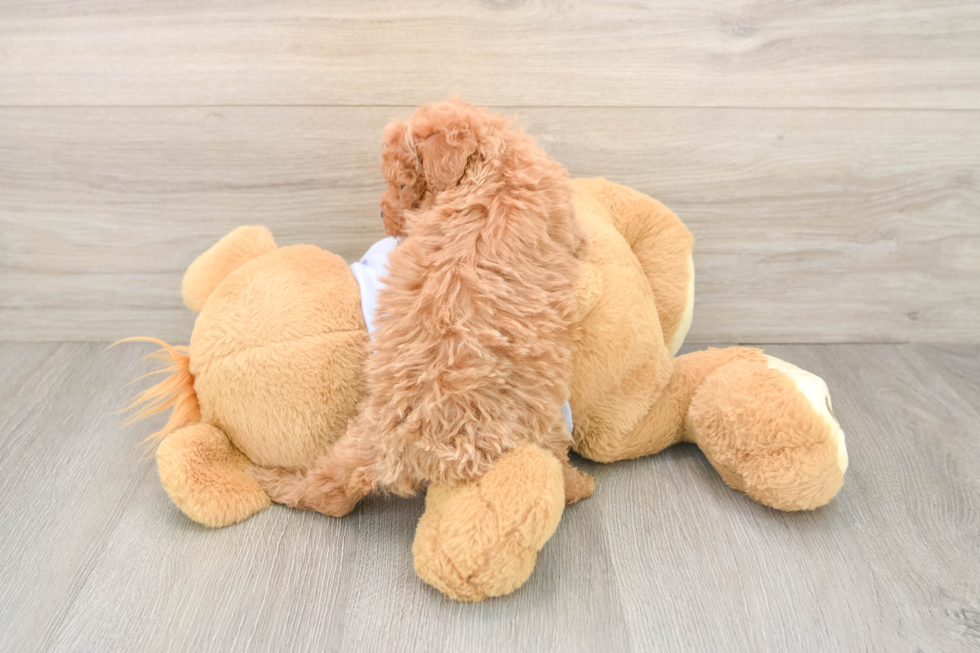 Poodle Puppy for Adoption