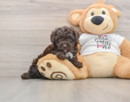 7 week old Poodle Puppy For Sale - Puppy Love PR