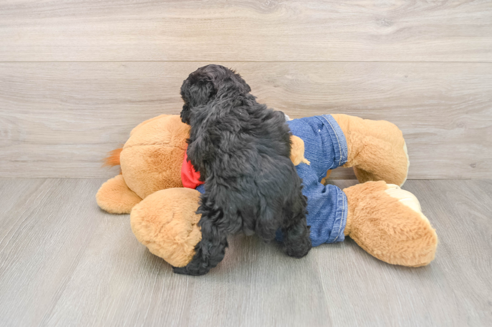 Playful Poodle Baby