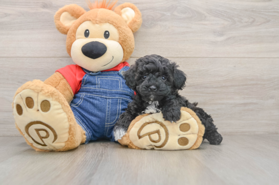 Happy Pudle Purebred Puppy