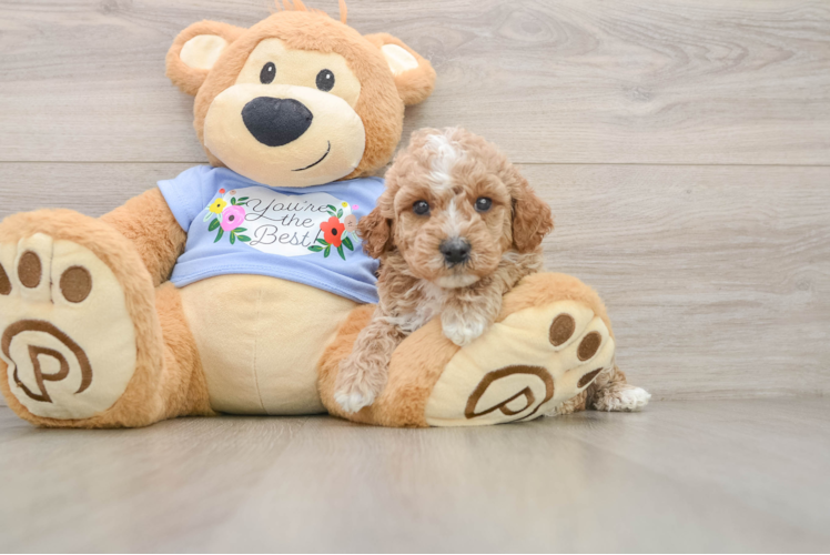 Poodle Pup Being Cute