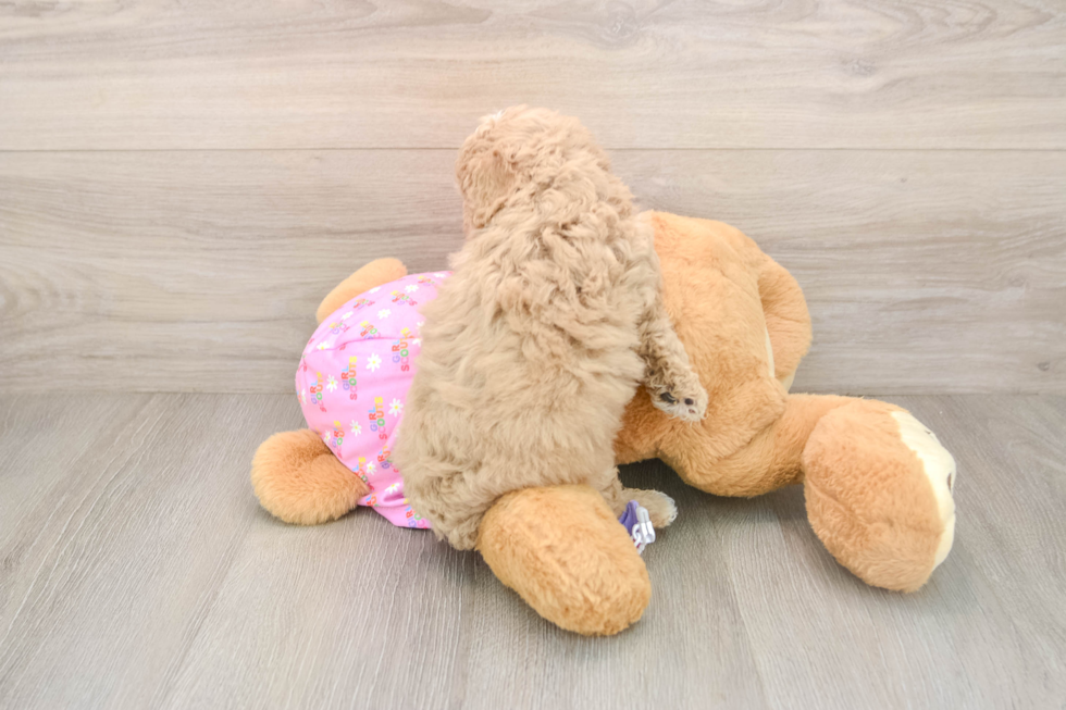 Playful Poodle Purebred Pup