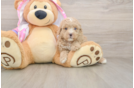Funny Poodle Purebred Pup