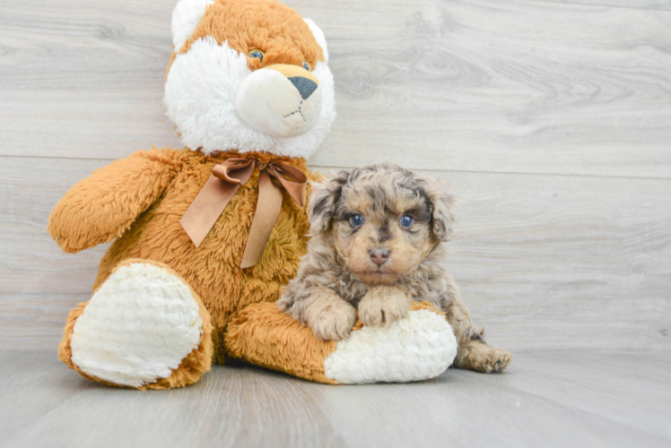 Meet Titan - our Poodle Puppy Photo 1/3 - Puppy Love PR Best Poodle Baby