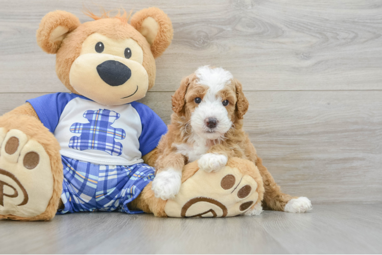 Poodle Pup Being Cute