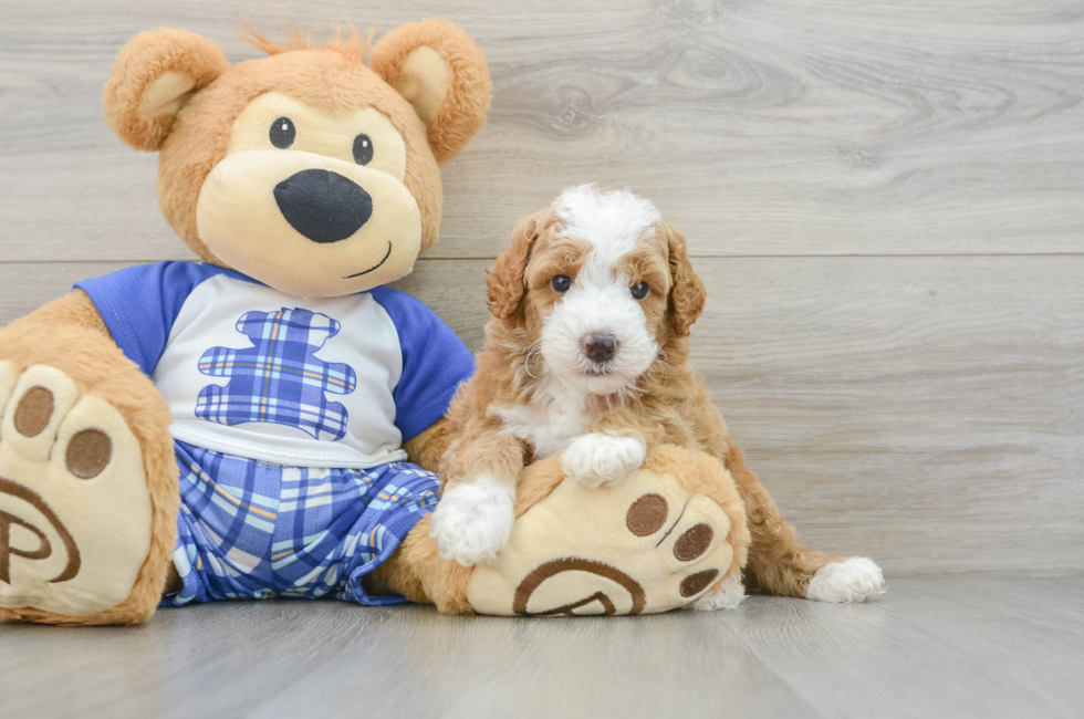 5 week old Poodle Puppy For Sale - Puppy Love PR