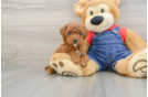 Funny Poodle Purebred Pup