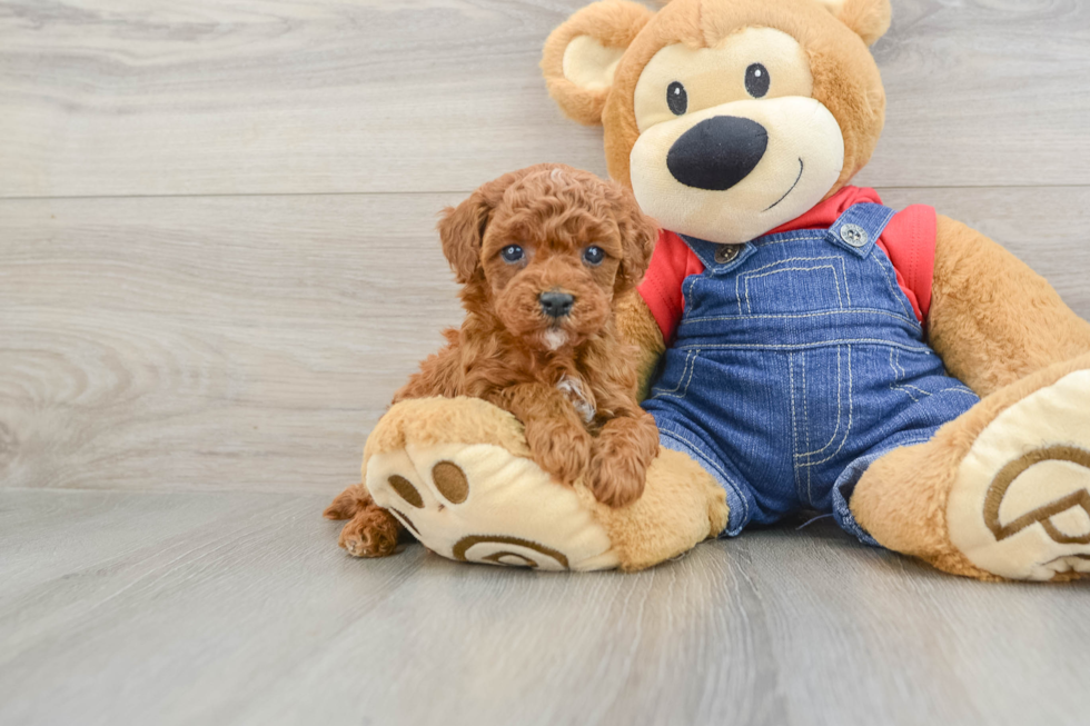 Funny Poodle Purebred Pup