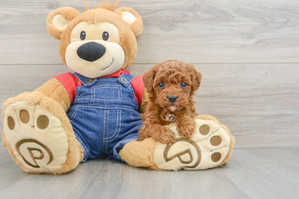 Poodle Puppy for Adoption