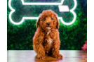 Poodle Puppy for Adoption