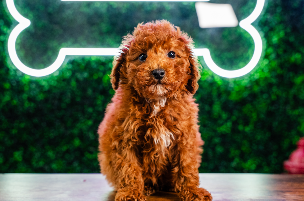10 week old Poodle Puppy For Sale - Puppy Love PR