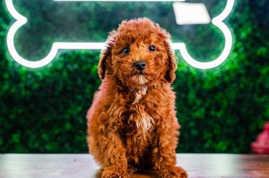 Poodle Puppy for Adoption