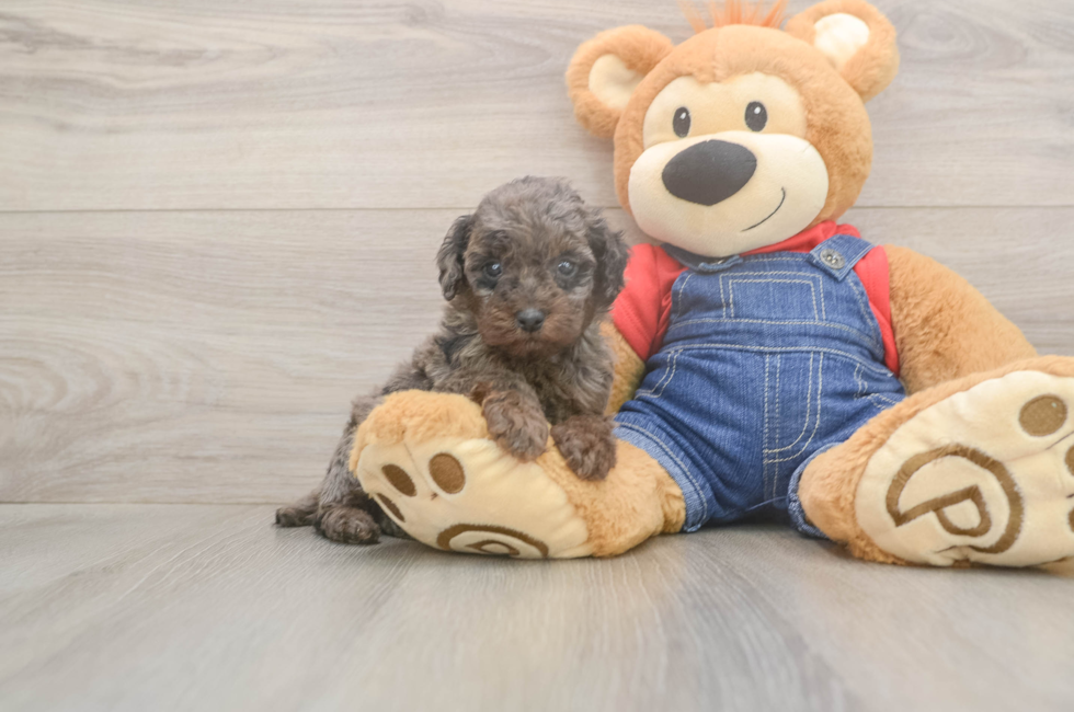 6 week old Poodle Puppy For Sale - Puppy Love PR