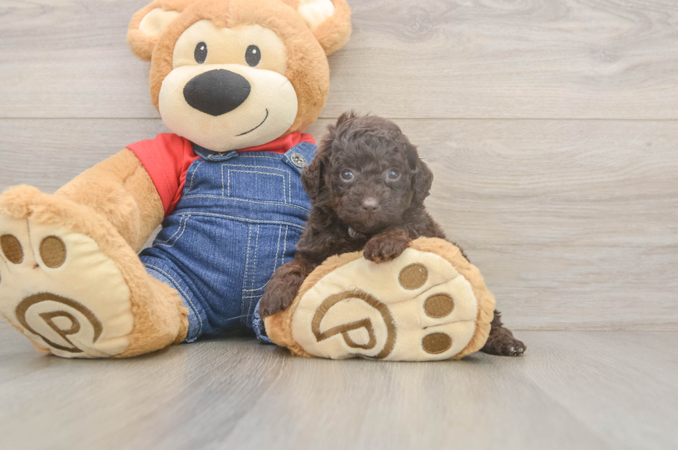 6 week old Poodle Puppy For Sale - Puppy Love PR