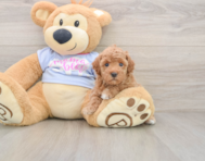 6 week old Poodle Puppy For Sale - Puppy Love PR