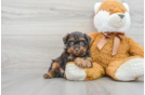 Petite Pudle Purebred Puppy