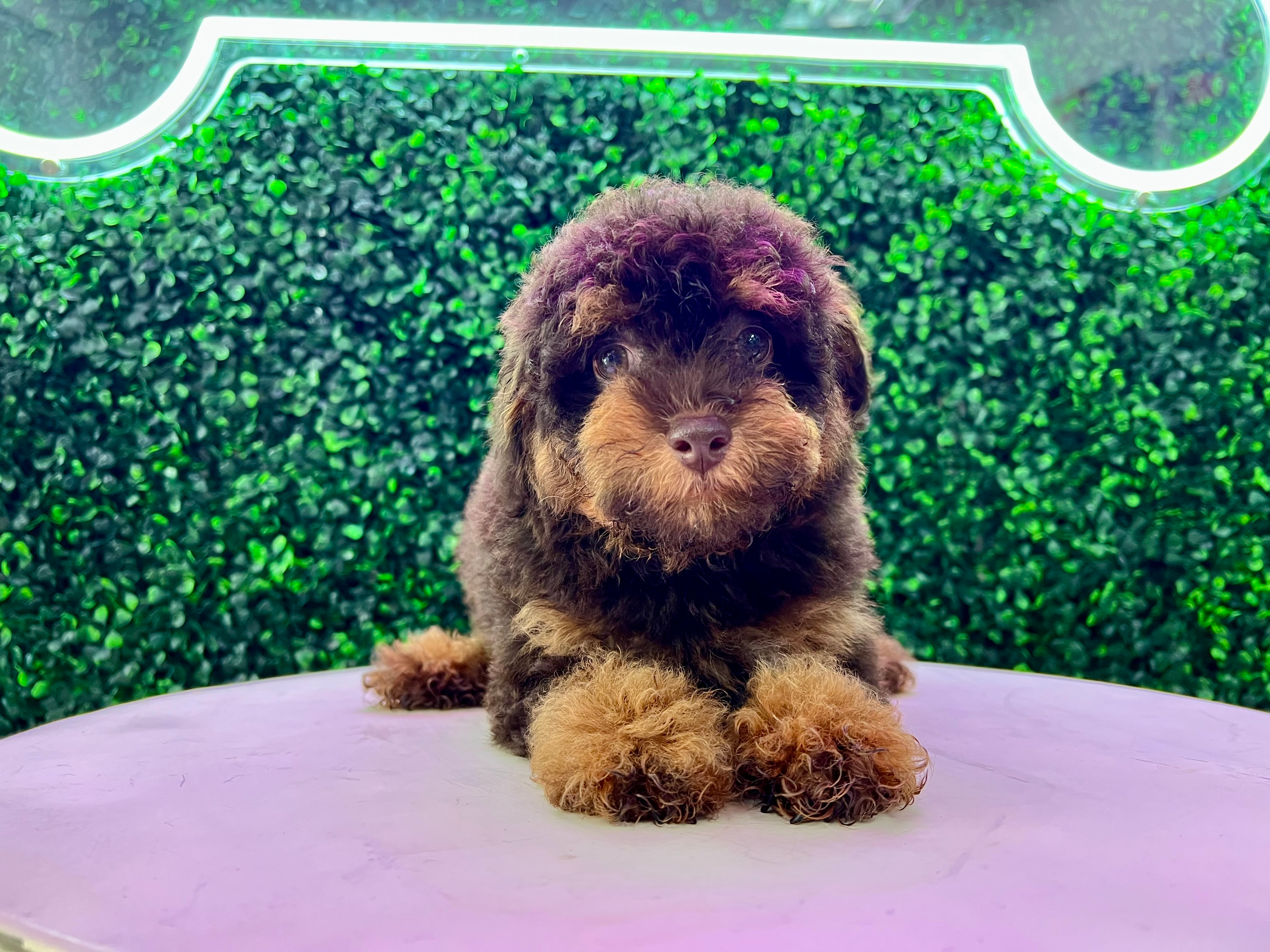 Best Poodle Baby