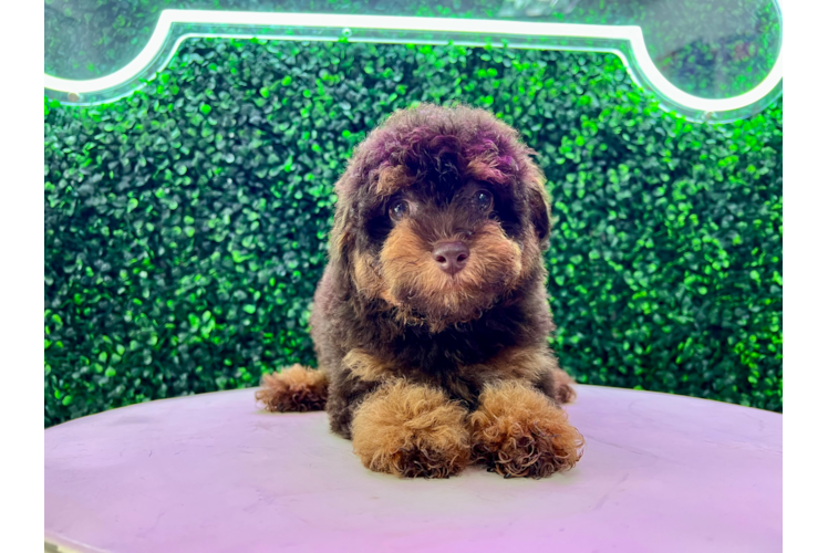 Meet Tucker - our Poodle Puppy Photo 1/4 - Puppy Love PR Best Poodle Baby