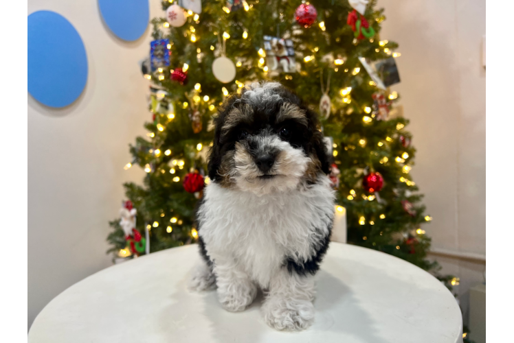 Cute Poodle Purebred Pup
