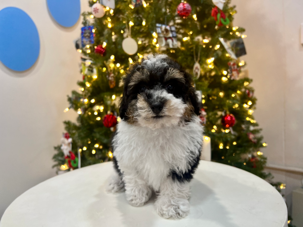 Cute Poodle Purebred Pup