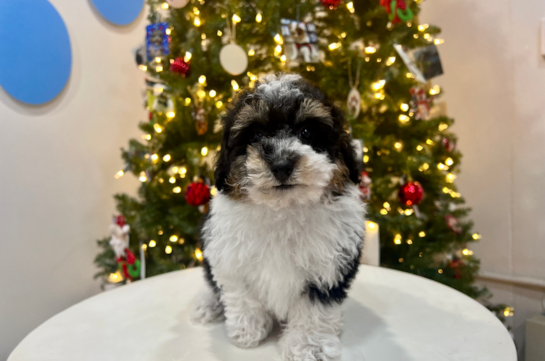 Cute Poodle Purebred Pup