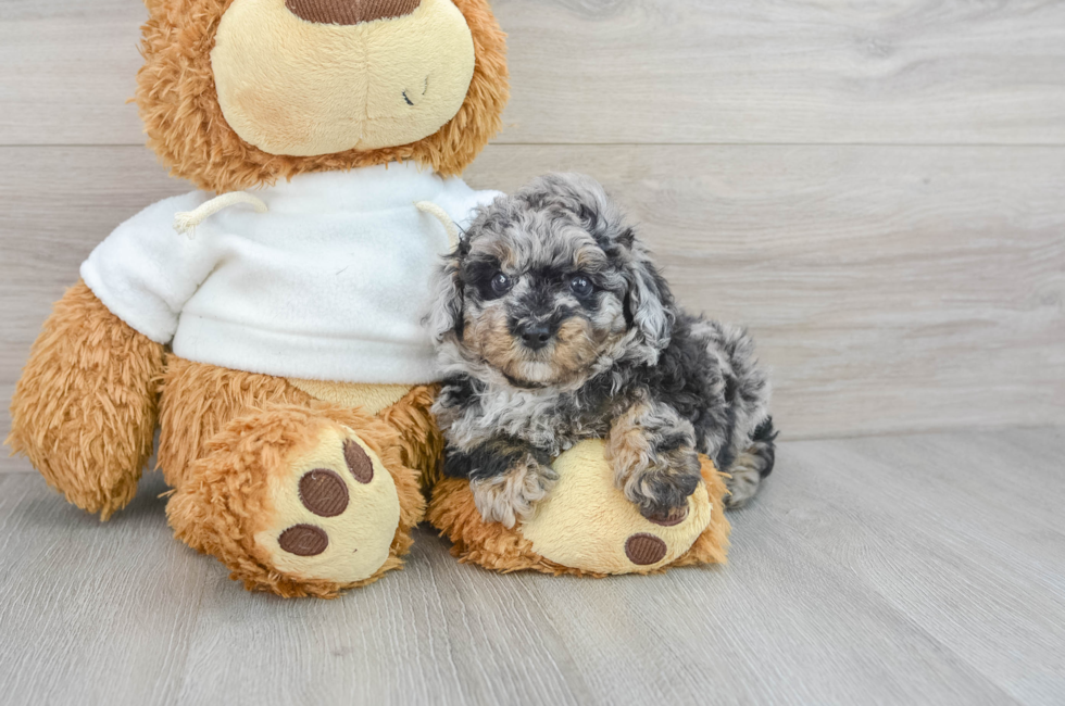 7 week old Poodle Puppy For Sale - Puppy Love PR