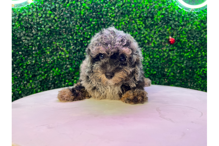 Poodle Puppy for Adoption