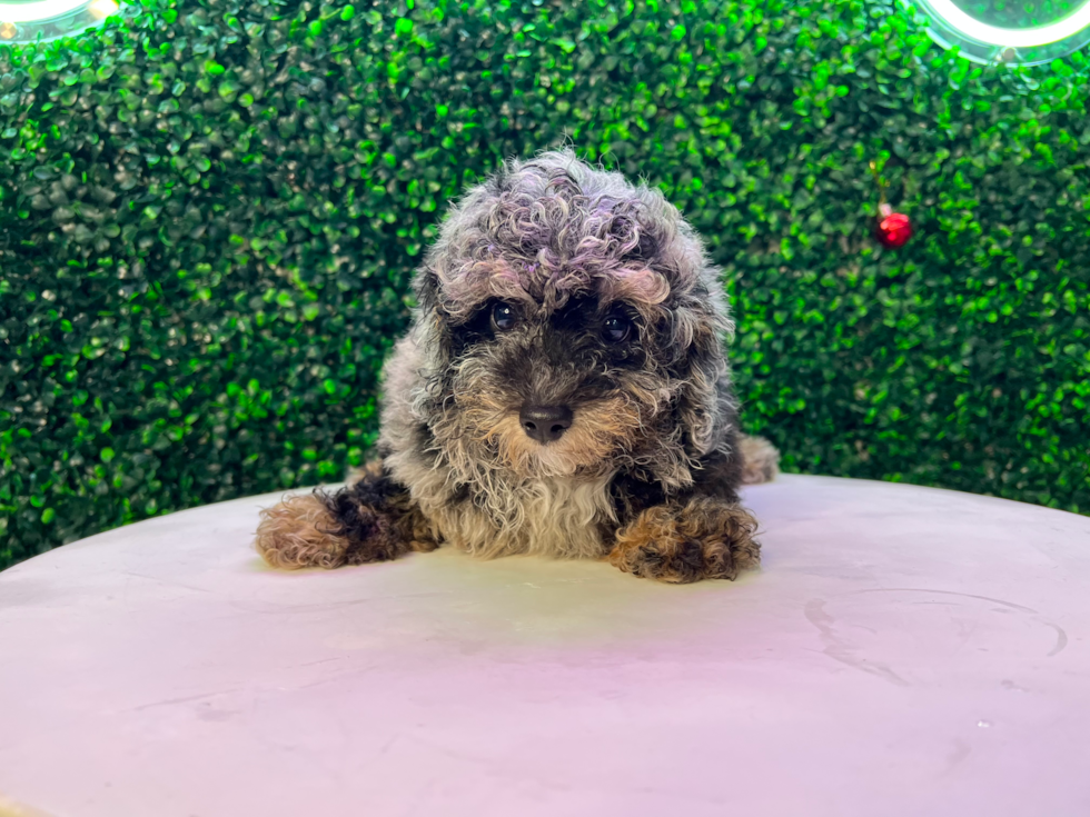 Poodle Puppy for Adoption