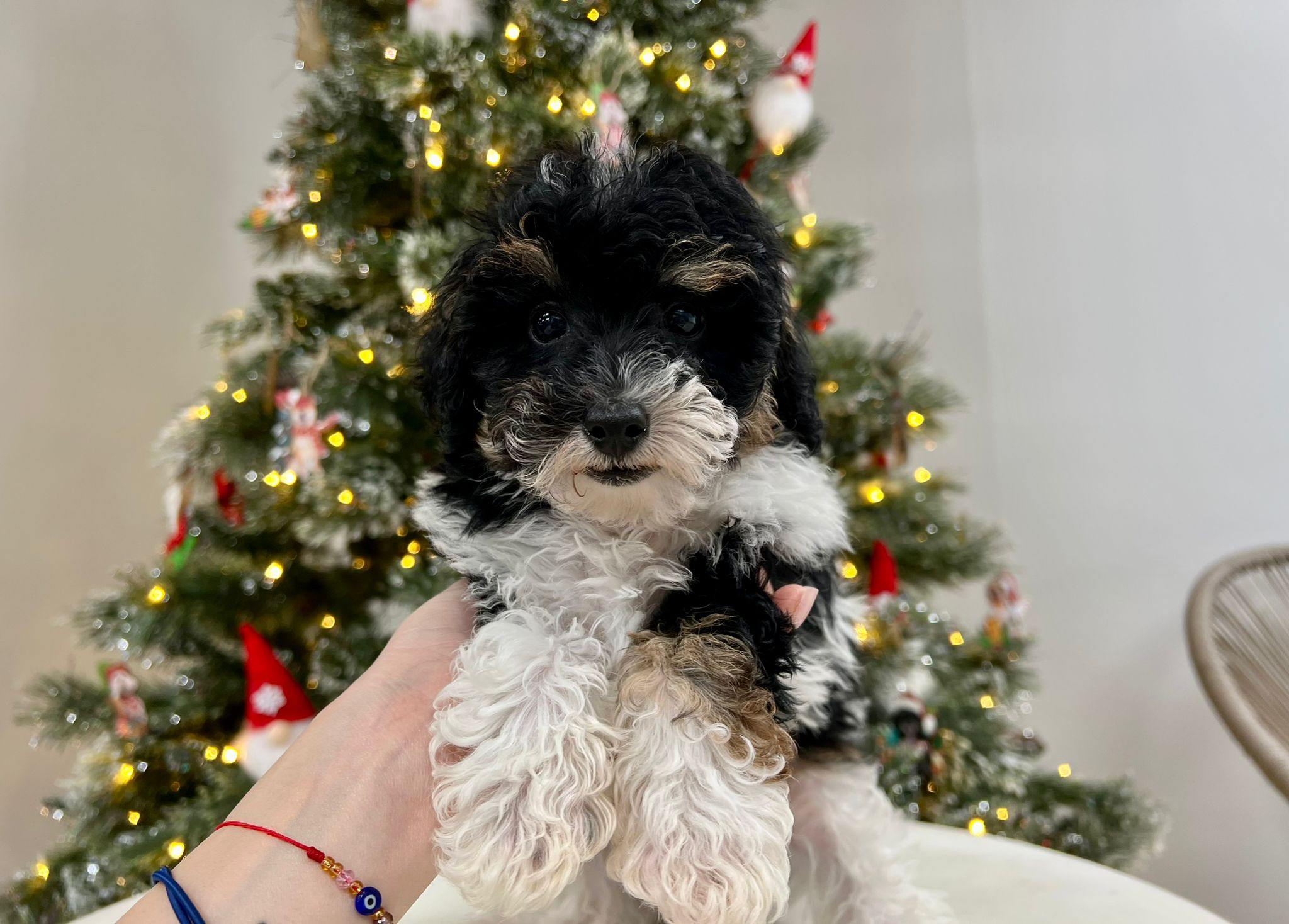 Cute Pudle Purebred Puppy