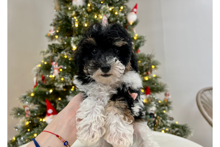 Meet Wrigley - our Poodle Puppy Photo 1/5 - Puppy Love PR Cute Pudle Purebred Puppy