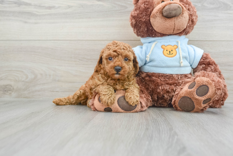 Poodle Pup Being Cute