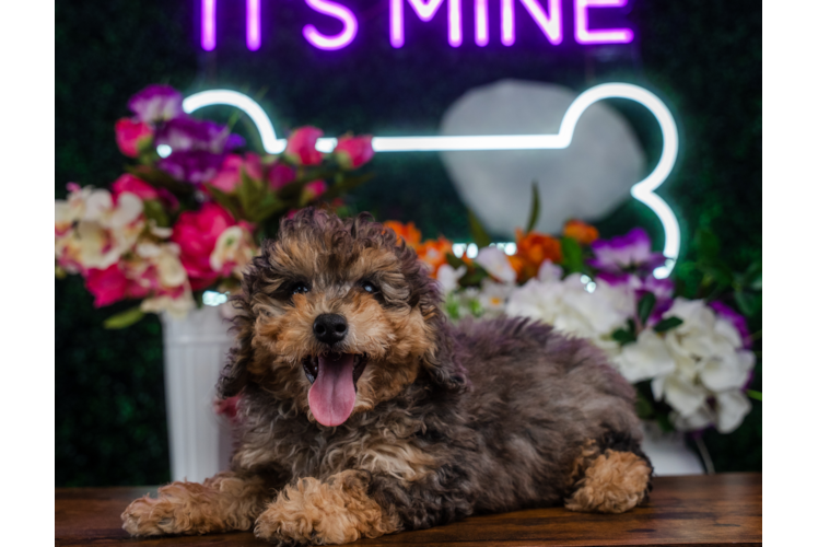 Poodle Puppy for Adoption