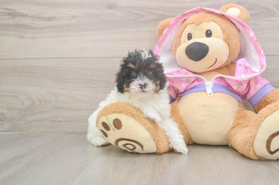 6 week old Poodle Puppy For Sale - Puppy Love PR