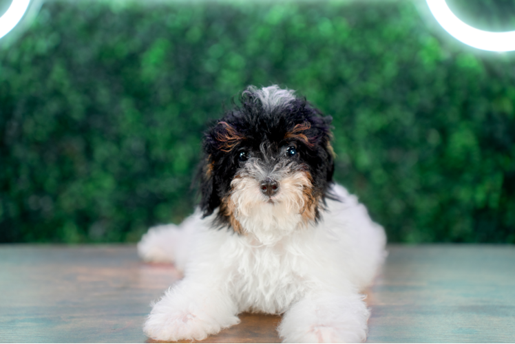 Cute Pudle Purebred Puppy