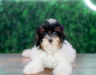 10 week old Poodle Puppy For Sale - Puppy Love PR