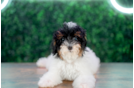 Cute Pudle Purebred Puppy