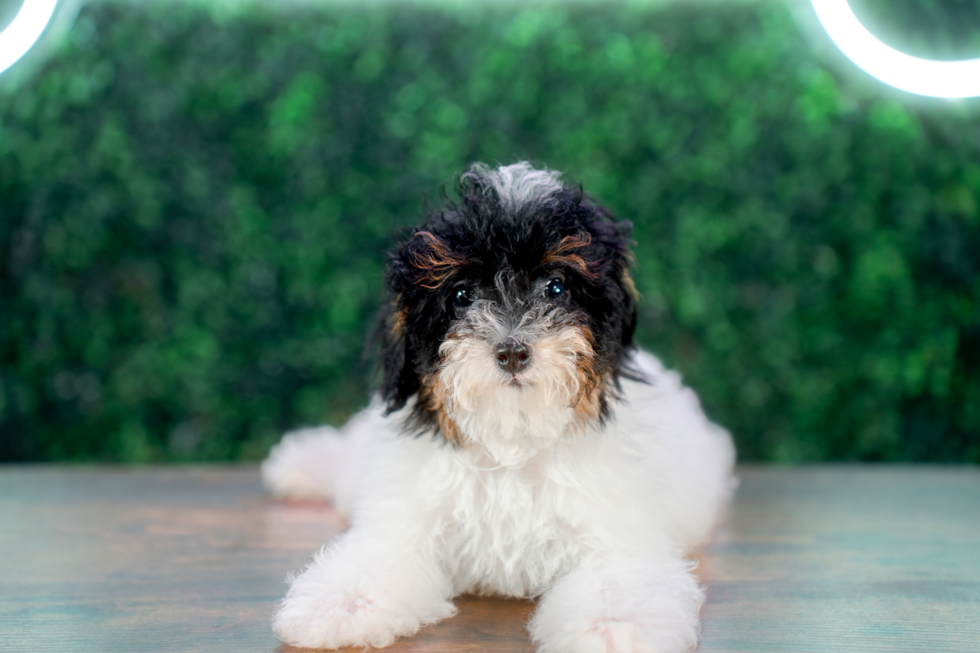 Cute Pudle Purebred Puppy