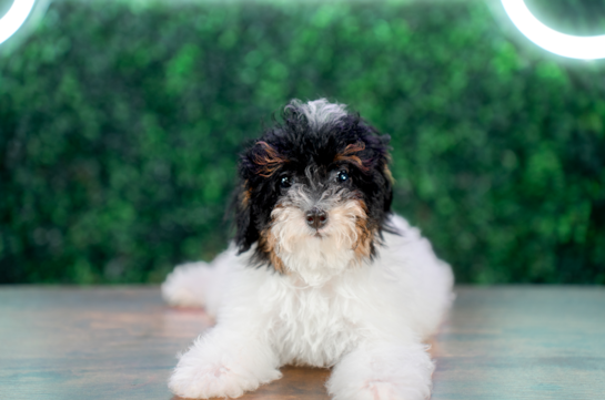 Cute Pudle Purebred Puppy