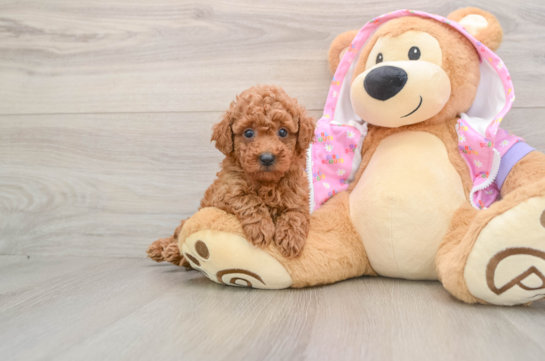 Poodle Pup Being Cute