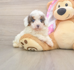 9 week old Poodle Puppy For Sale - Puppy Love PR