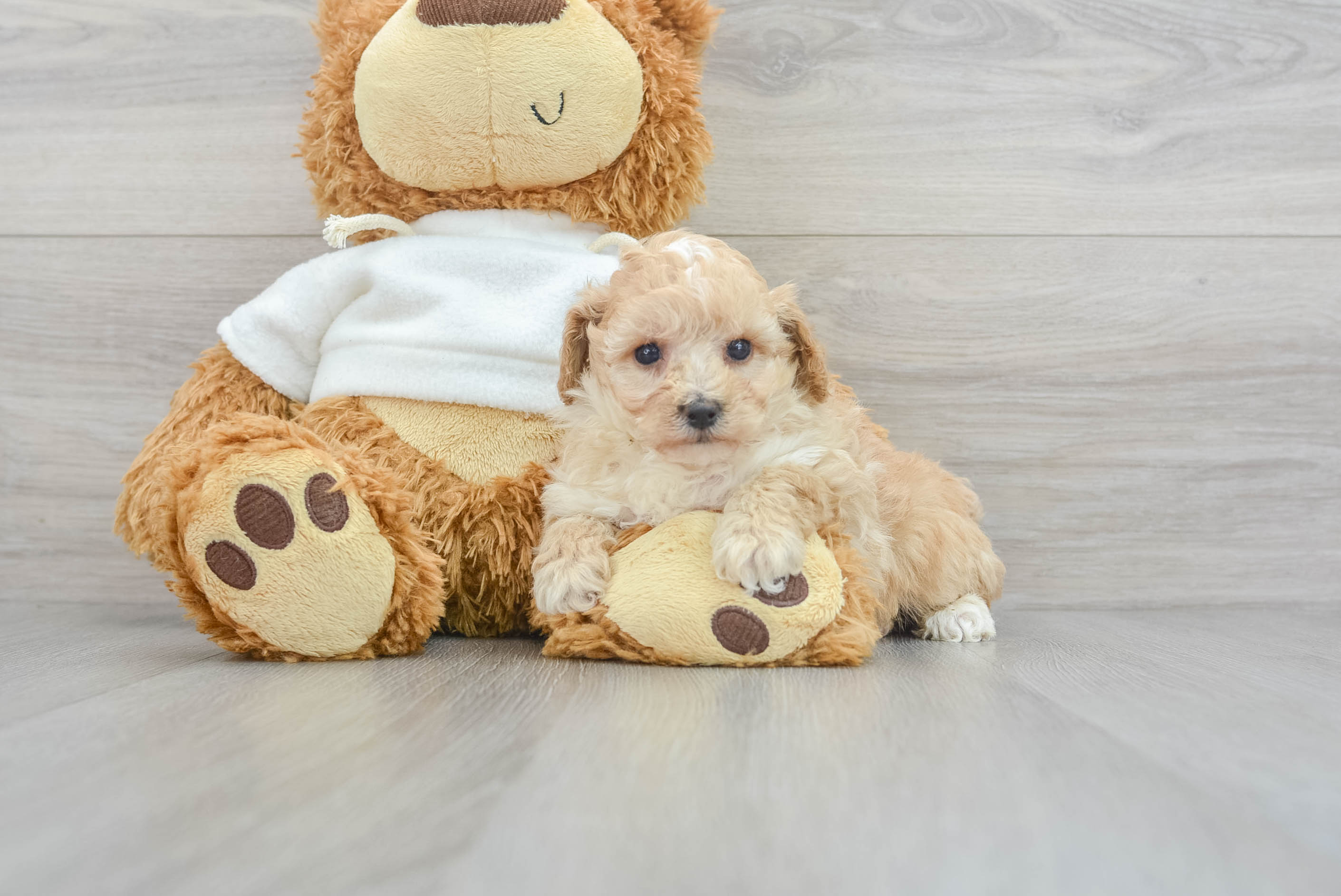 Smart Pudle Purebred Puppy