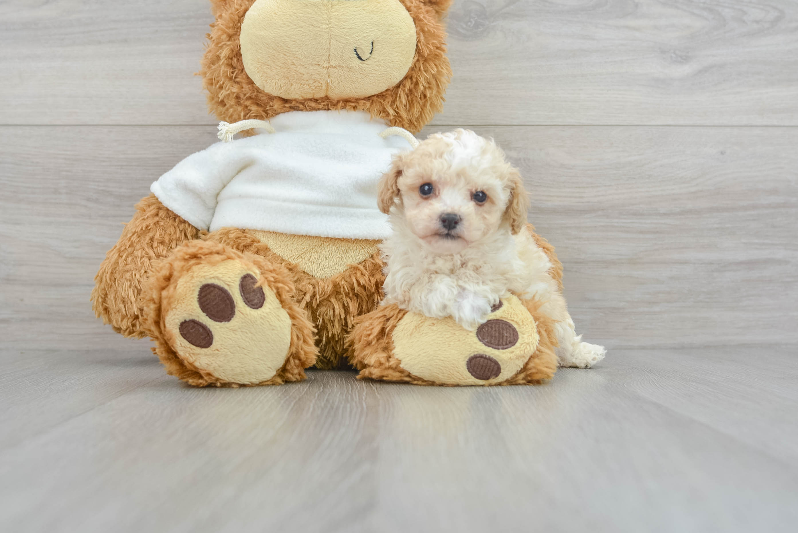 Playful Poodle Baby