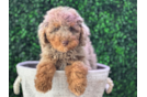 Cute Poodle Purebred Pup