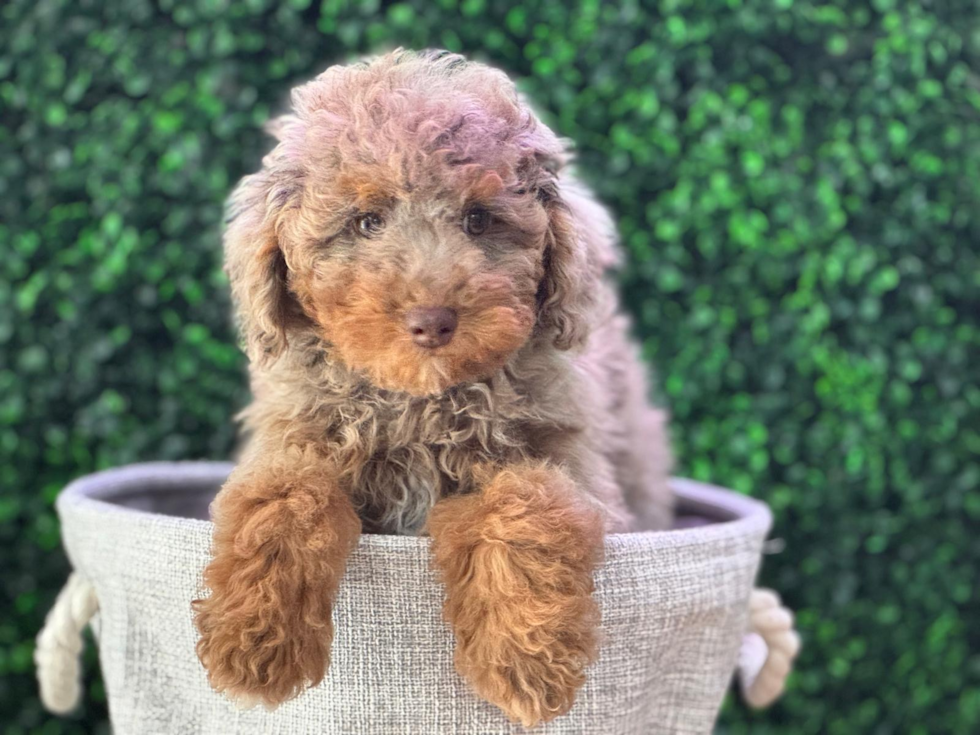 Cute Poodle Purebred Pup